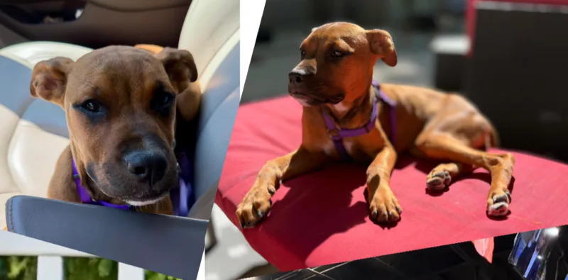 A baby medium-sized female Bicolor Boxer dog named SheRa for adoption in Macomb, MI
