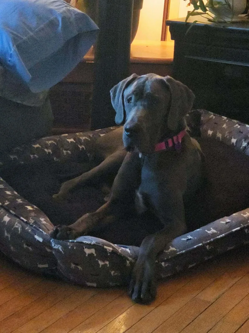 Lady Blu thumbnail 2