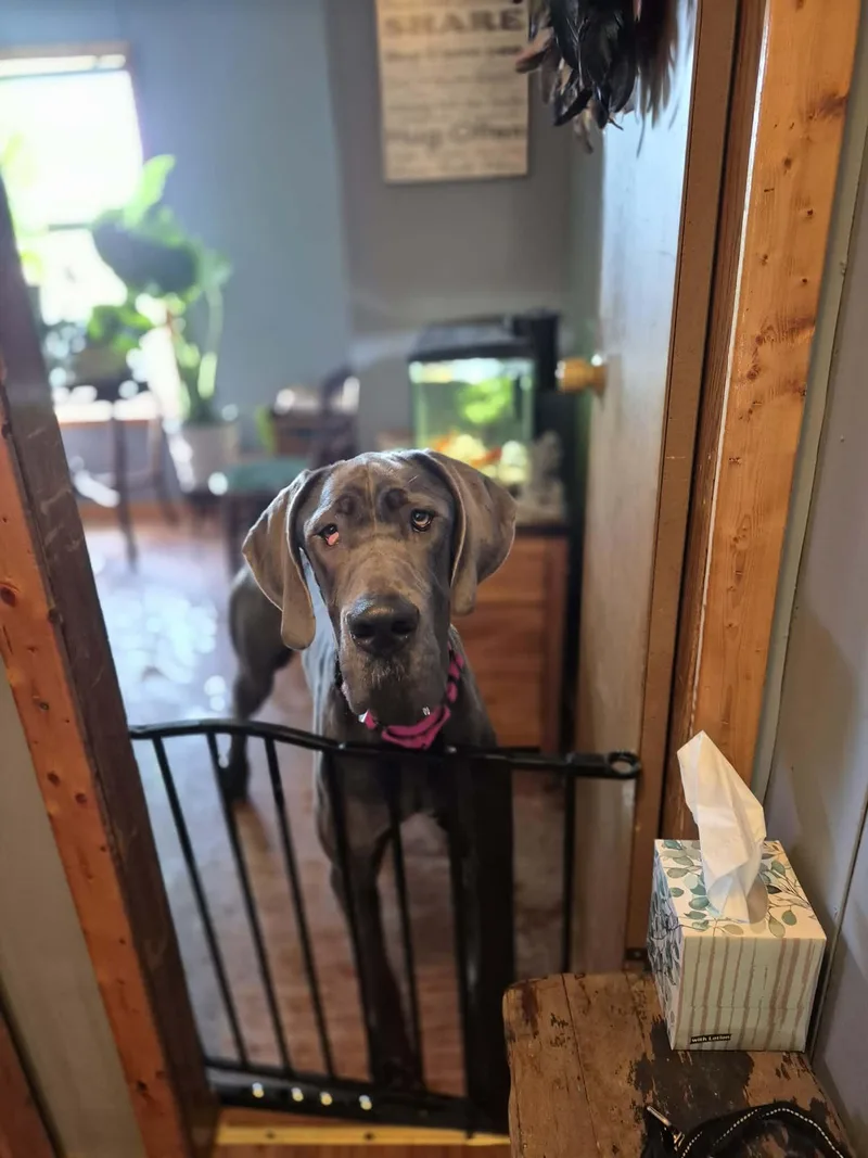 A young extra large-sized female Gray / Blue / Silver Great Dane dog named Lady Blu for adoption in Byron, IL