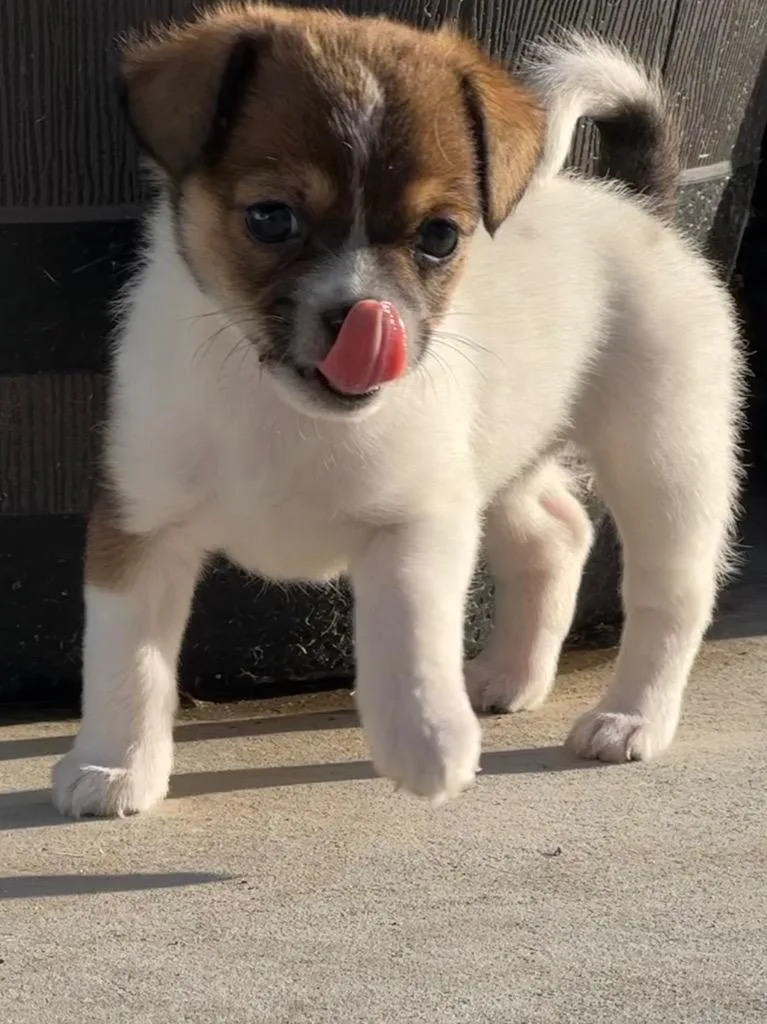 A baby small-sized female Terrier dog named Trixie for adoption in Manhattan Beach, CA