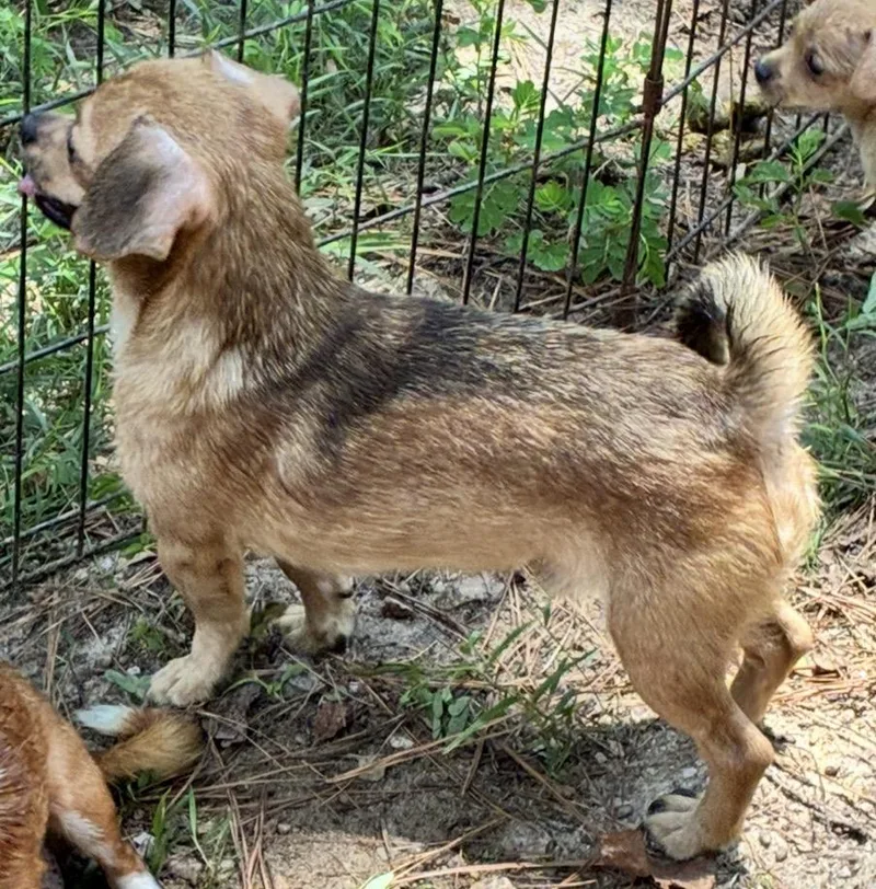 A young small-sized male Yellow / Tan / Blond / Fawn Chihuahua dog named Ollie for adoption in Rock Hill, SC