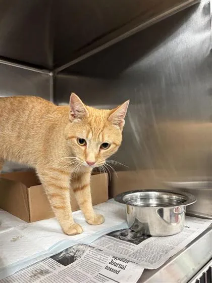 An adult large-sized male Domestic Short Hair cat named Cowboy Jones for adoption in West Chester, PA