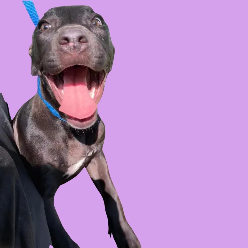 A baby extra large-sized female Black Pit Bull Terrier dog named Tiana for adoption in Blue Ridge, GA