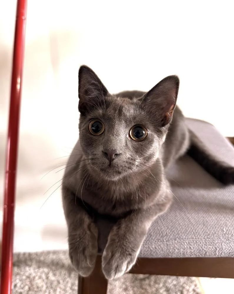A baby small-sized female Gray / Blue / Silver Domestic Short Hair cat named Goose for adoption in Metamora, IL