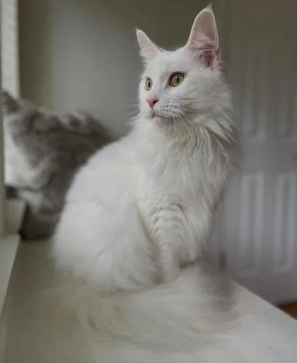 An adult large-sized female Maine Coon cat named Sugar for adoption in Fort Worth, TX