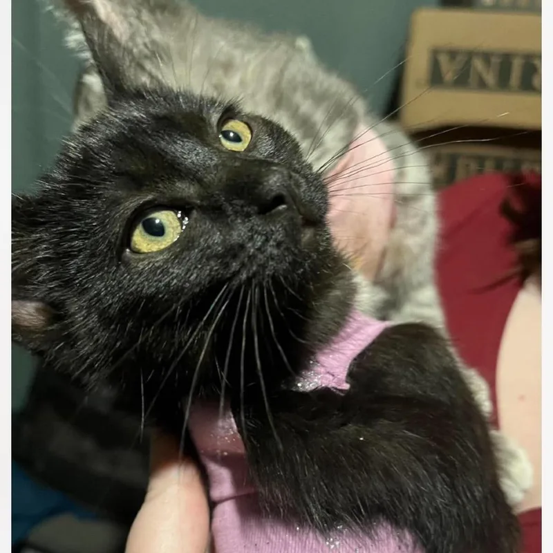 A young medium-sized female Black Domestic Short Hair cat named Prentiss for adoption in Mount Vernon, IN