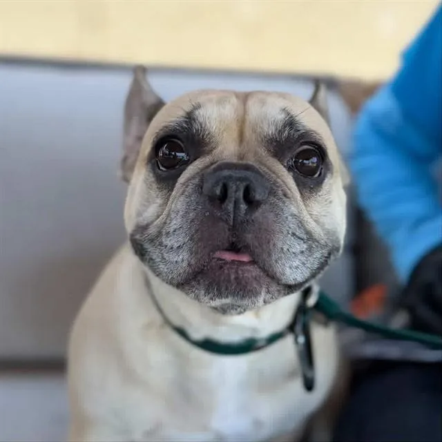A young small-sized female French Bulldog dog named Nellie for adoption in Camarillo, CA