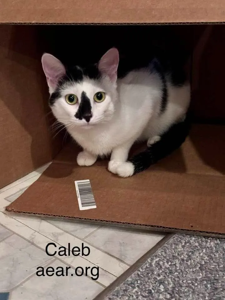 Caleb thumbnail 2