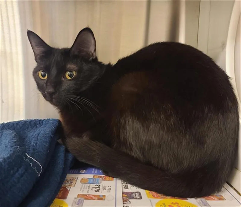 A young medium-sized male Domestic Short Hair cat named Cosmic for adoption in Houston, TX