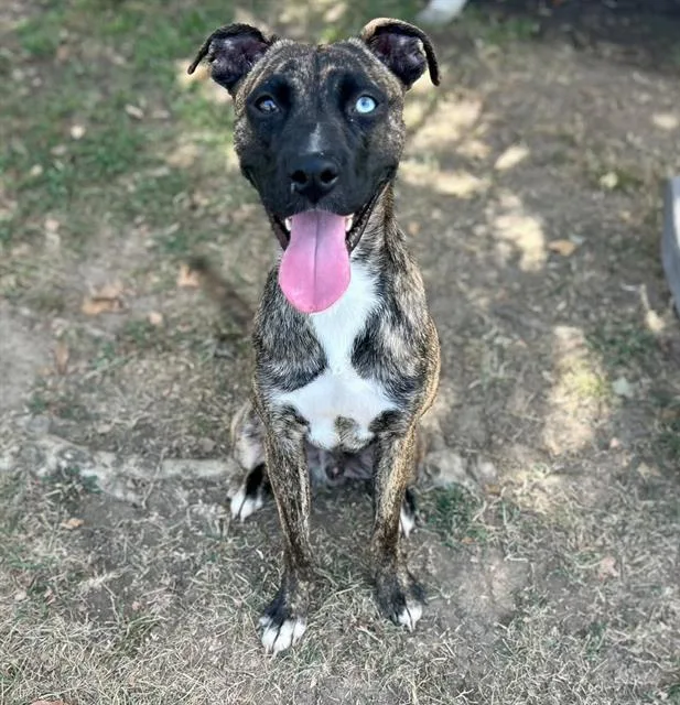 A young medium-sized male Shepherd dog named Lucky for adoption in Riverside, CA