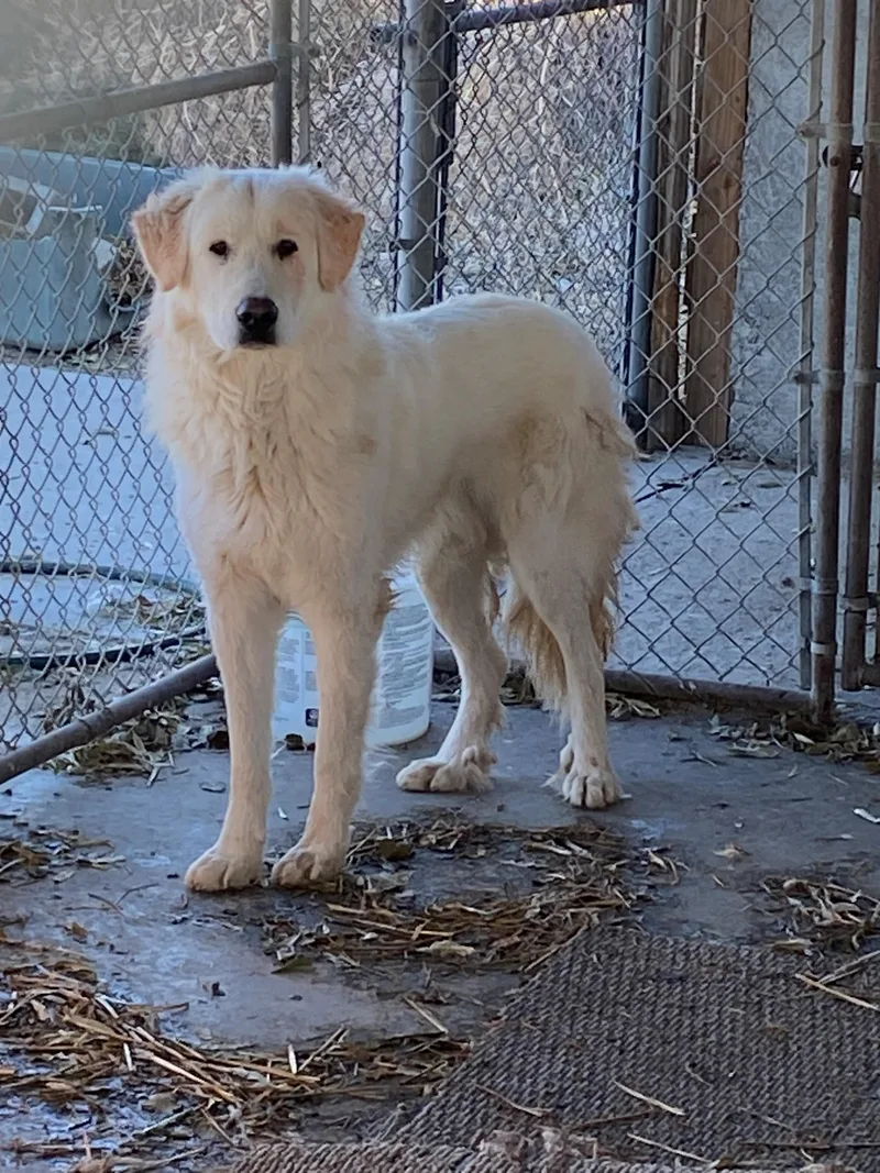 An adult large-sized male Great Pyrenees dog named Sherman for adoption in Lovelock, NV