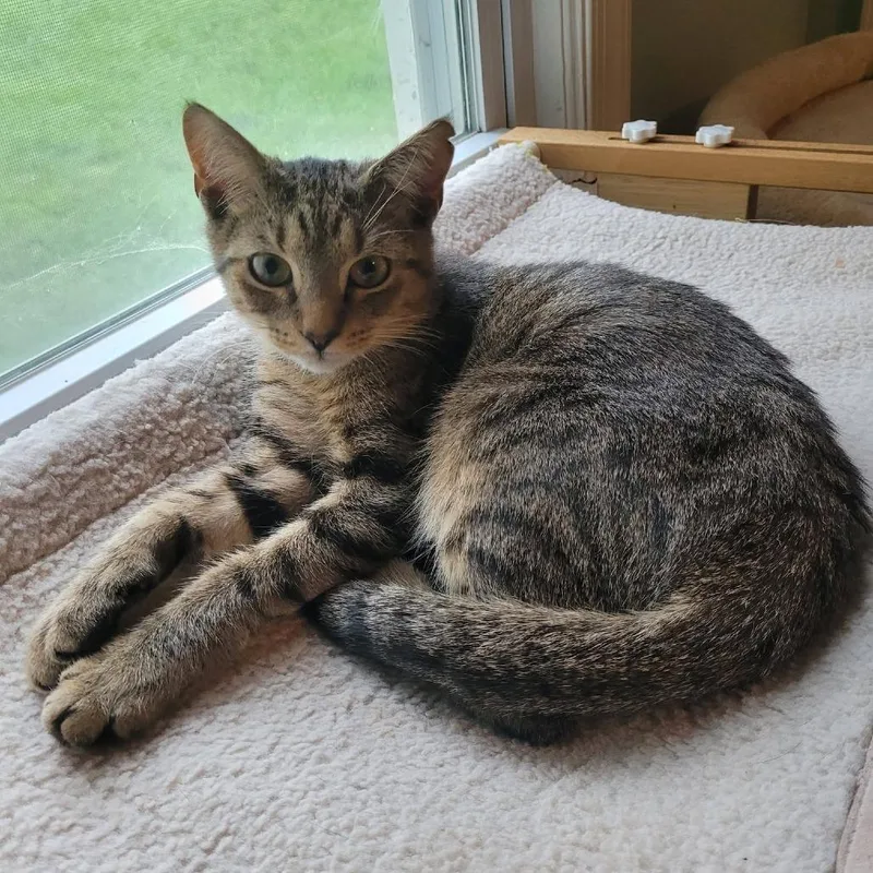 A young medium-sized male Brown / Chocolate Domestic Short Hair cat named Hatch for adoption in Verona, VA