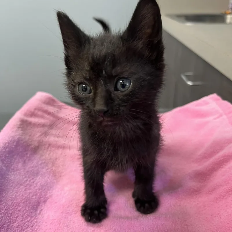 A baby small-sized male Black Domestic Short Hair cat named Versace for adoption in Oak Park, IL
