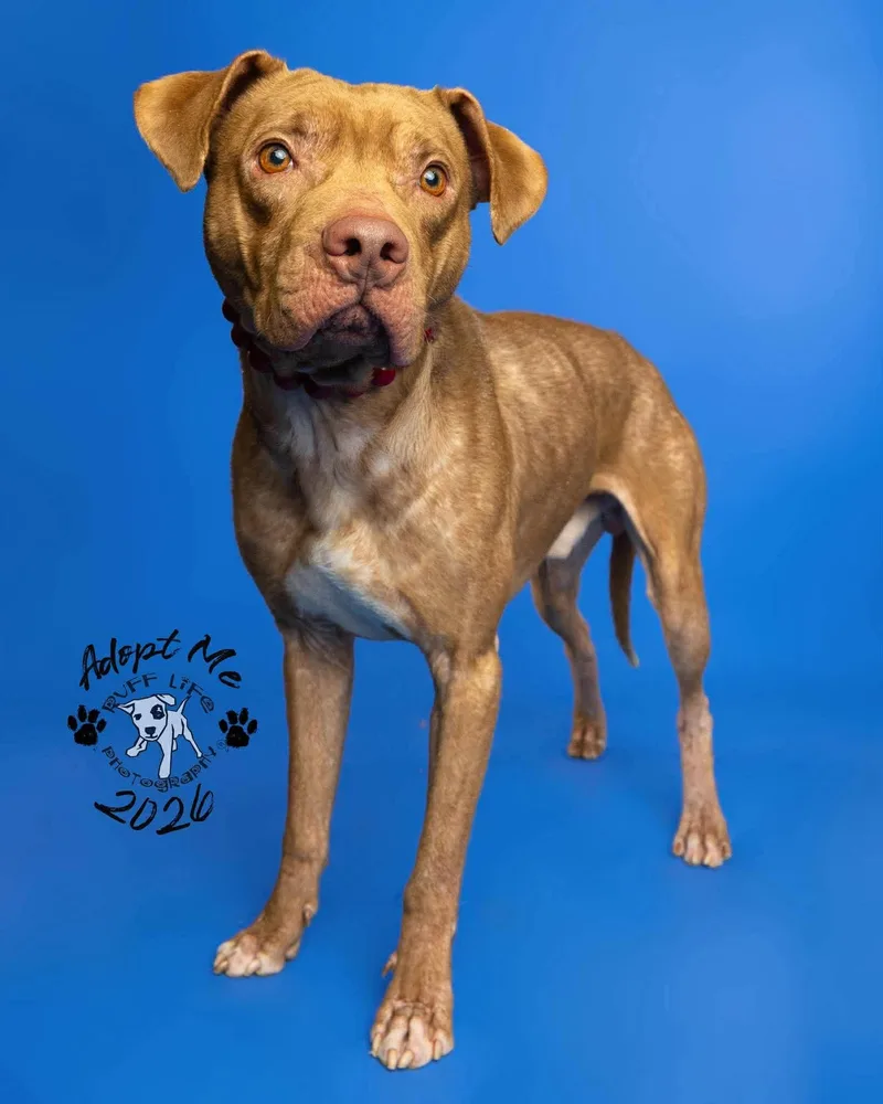 An adult large-sized male American Staffordshire Terrier dog named Rufus for adoption in St. Clair Shores, MI