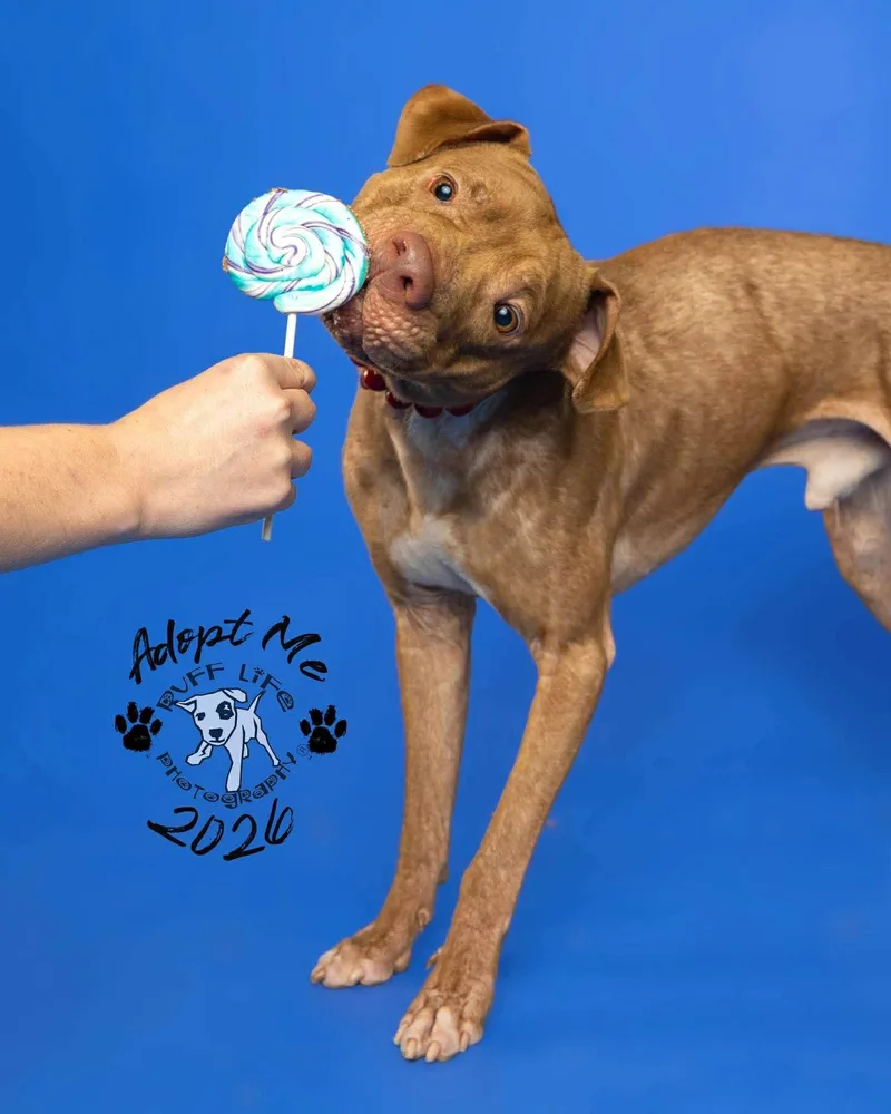 Rufus thumbnail 3