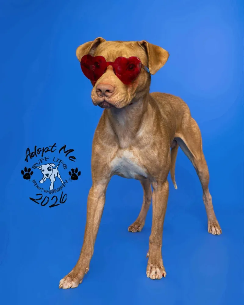 Rufus thumbnail 5