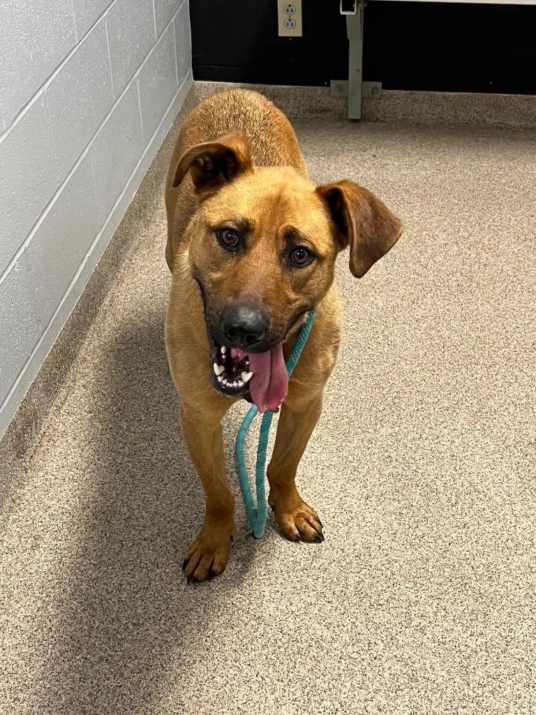An adult medium-sized male Labrador Retriever dog named Reece for adoption in Troy, OH