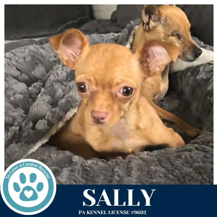 A young small-sized female Brown / Chocolate Chihuahua dog named Sally for adoption in Kimberton, PA