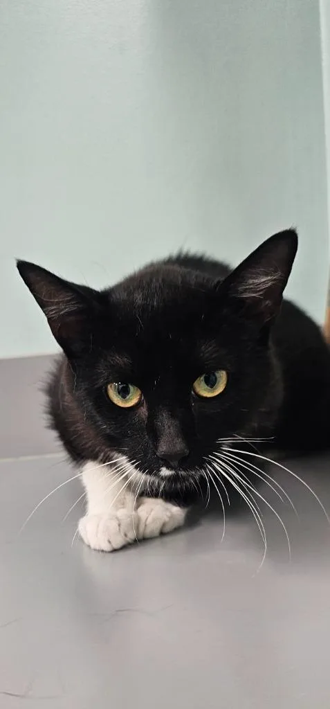 A young medium-sized male Domestic Short Hair cat named Peter Pan for adoption in Athens, TN