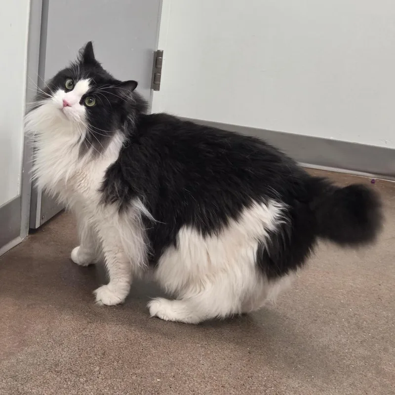 Binkus