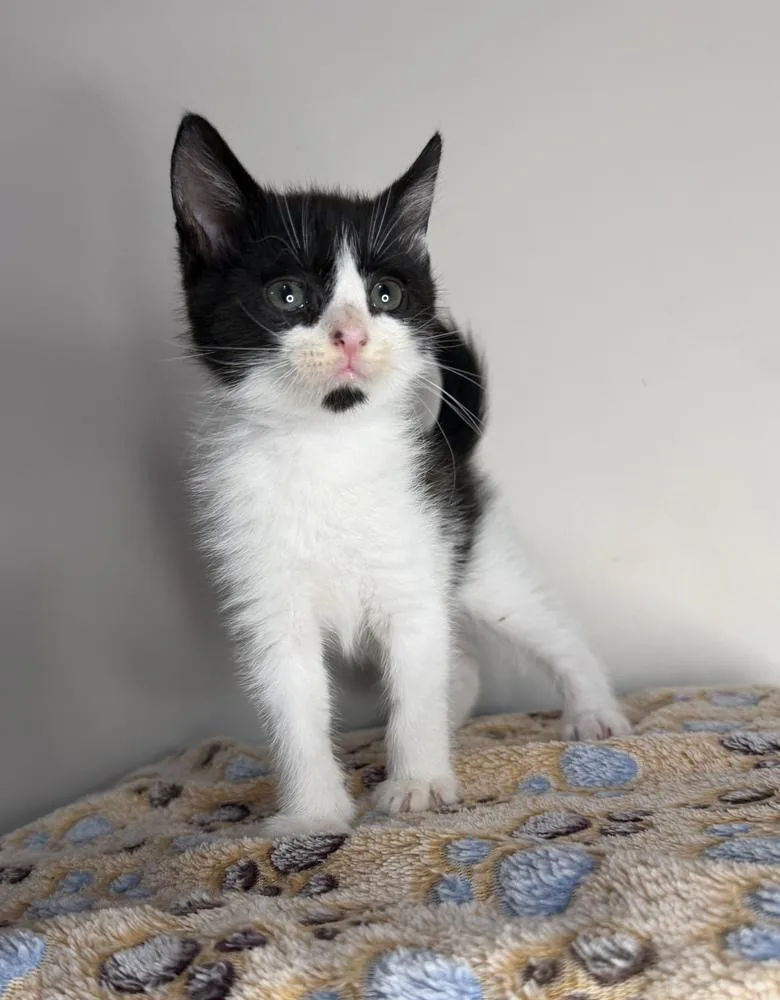 A baby small-sized male Black & White / Tuxedo Domestic Short Hair cat named Buzz for adoption in Martinsburg, WV