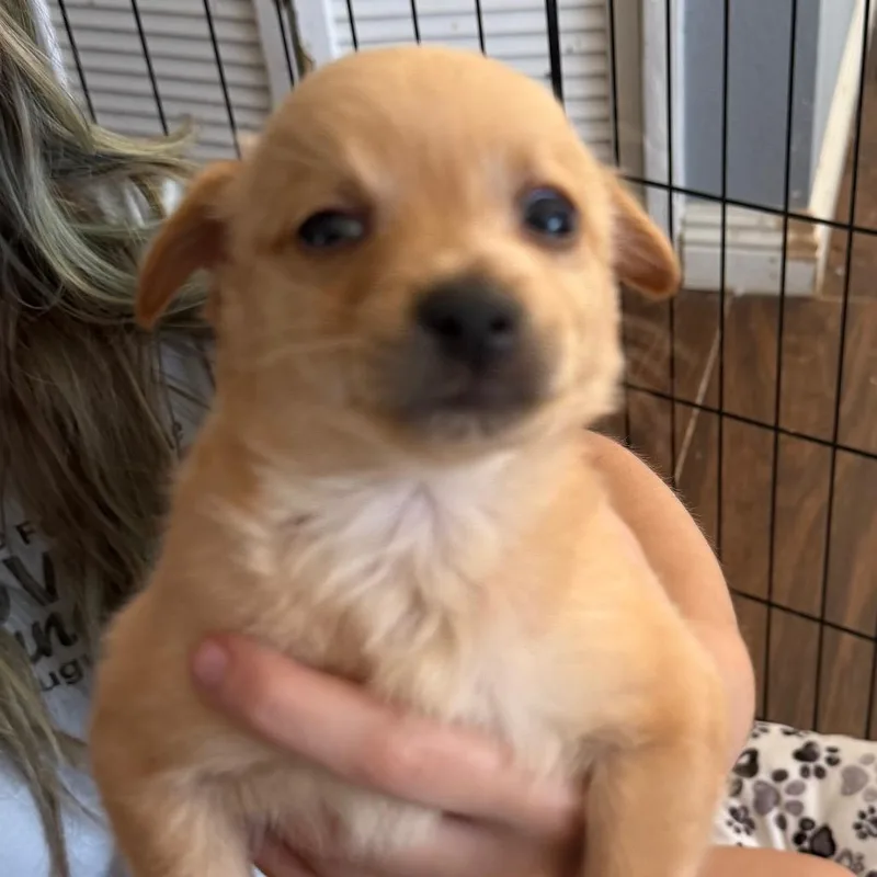 A baby small-sized male Yellow / Tan / Blond / Fawn Chihuahua dog named Bulldozer for adoption in Las Vegas, NV