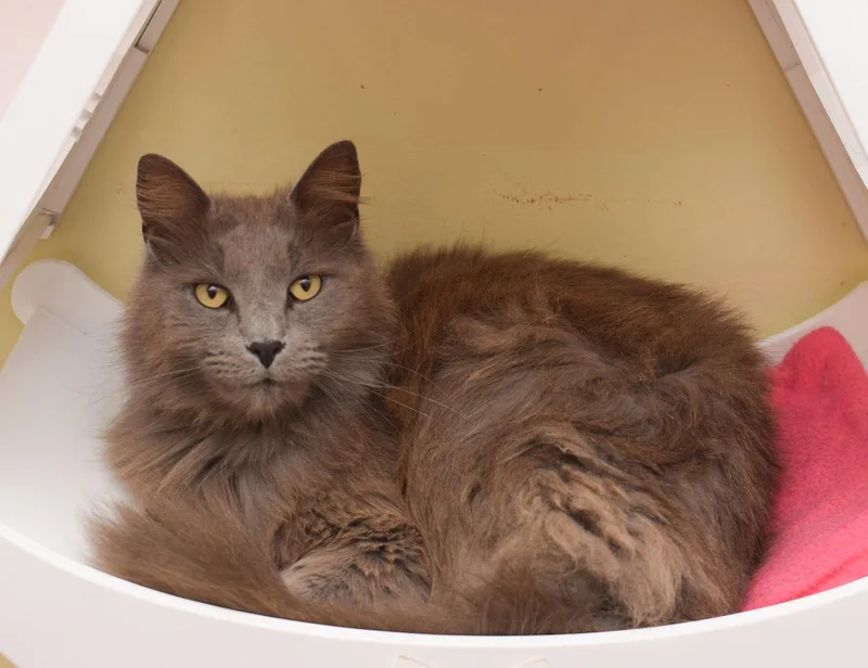 An adult large-sized male Nebelung cat named Dean for adoption in Hockessin, DE
