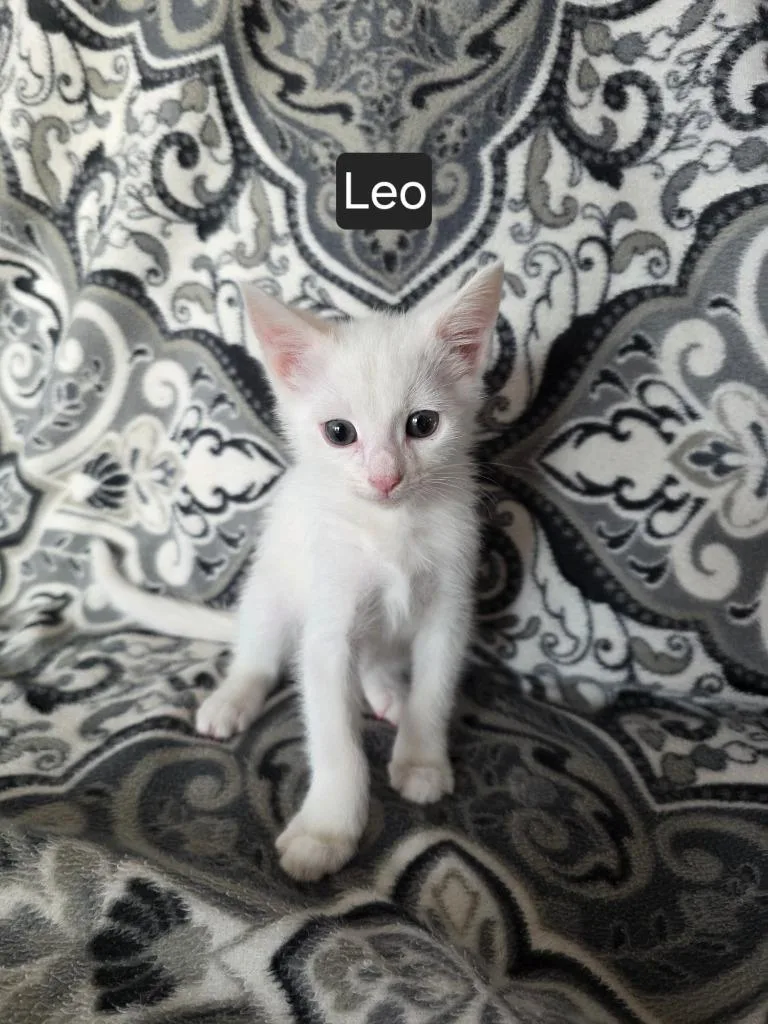 A baby medium-sized male Domestic Short Hair cat named Leo for adoption in Parkville, MD
