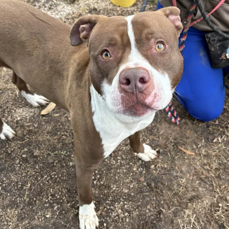 Stroganoff thumbnail 2