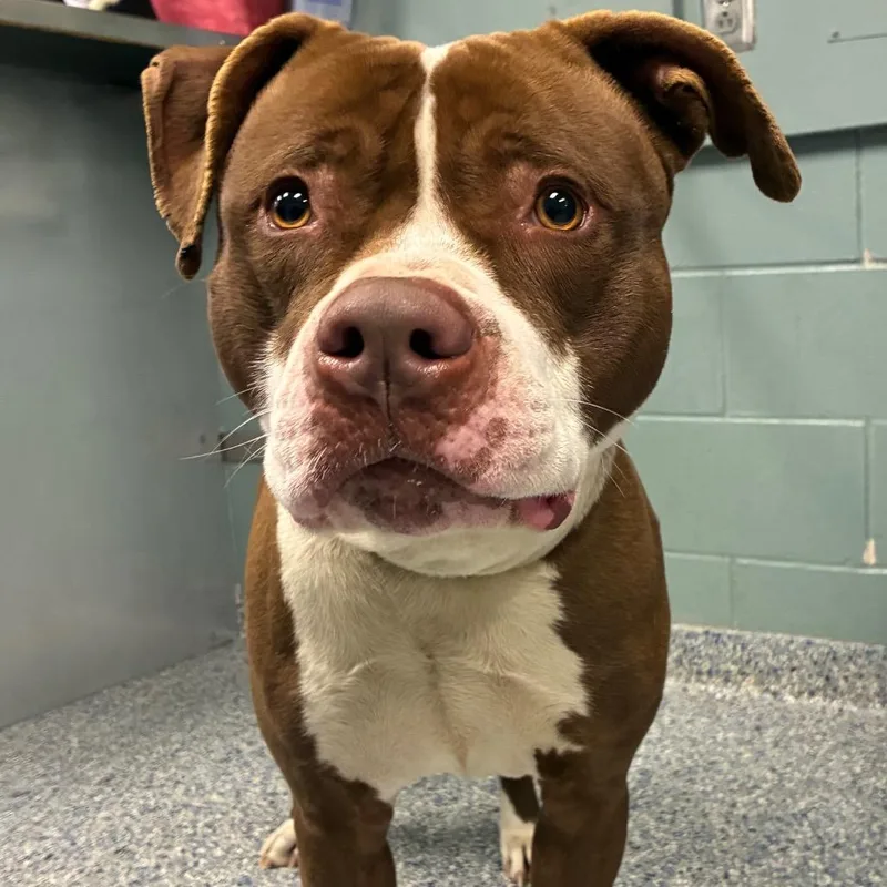 Stroganoff thumbnail 3