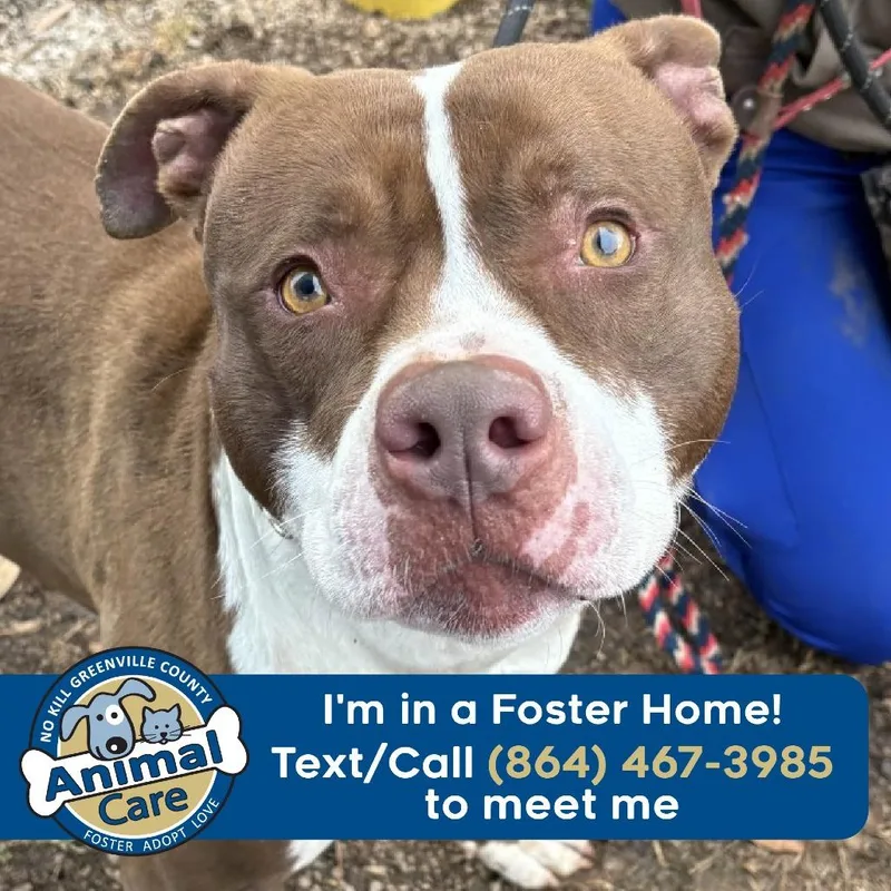 Stroganoff thumbnail 4