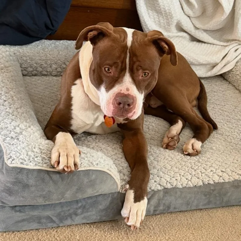 Stroganoff thumbnail 5