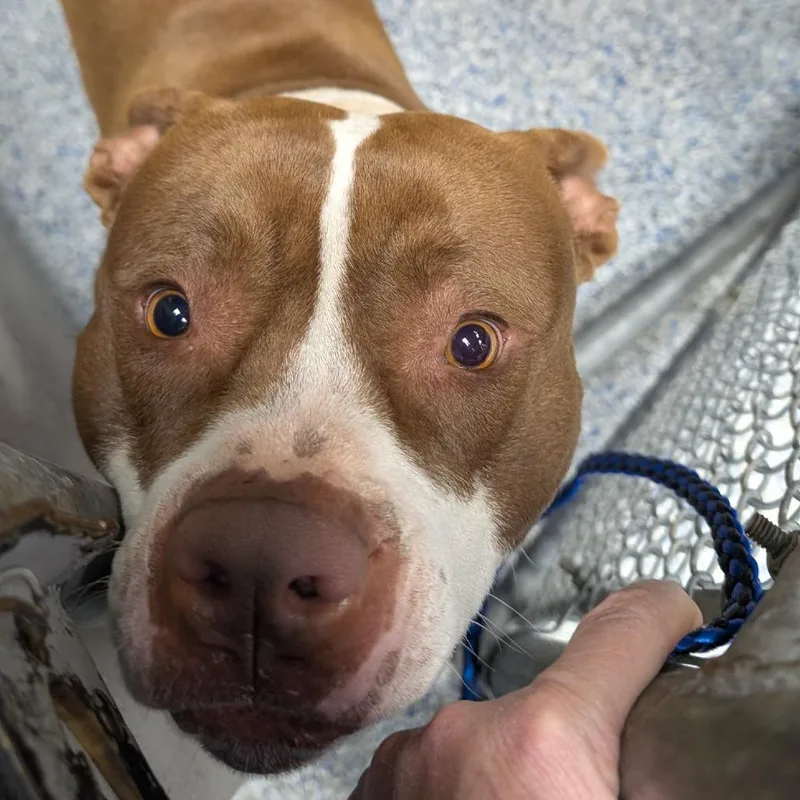 Stroganoff thumbnail 6