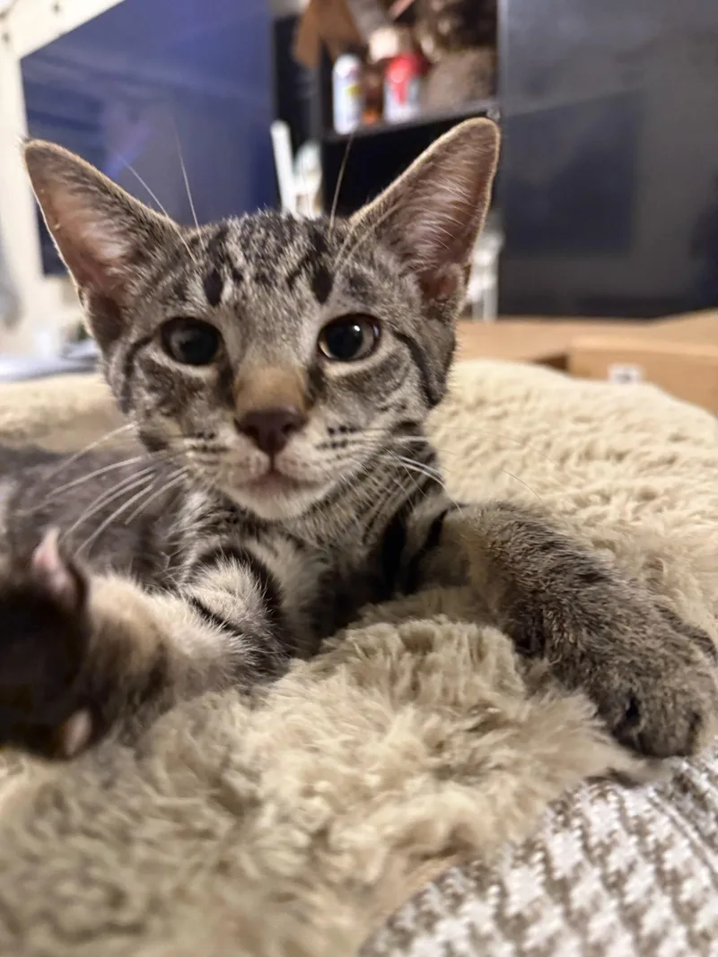 A baby medium-sized male Domestic Short Hair cat named Simba for adoption in Brooklyn, NY