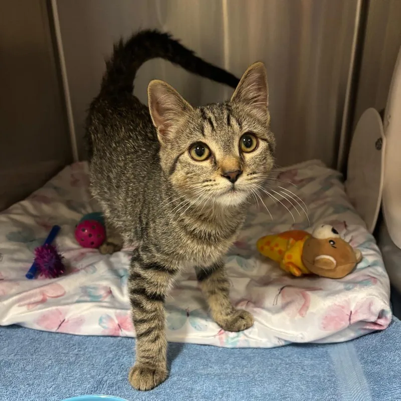 A baby small-sized female Brown / Chocolate Domestic Short Hair cat named Tax Evasion for adoption in York, PA
