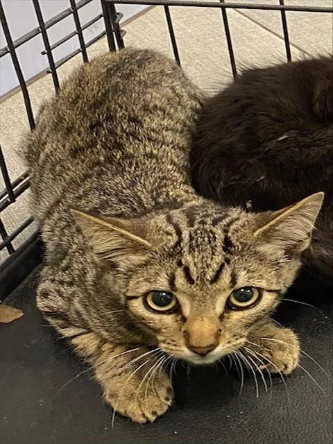 A baby small-sized male Domestic Short Hair cat named Taffy for adoption in Rancho Cucamonga, CA