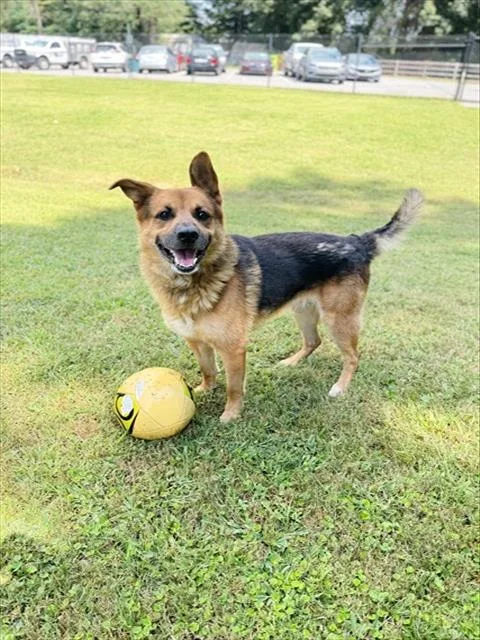An adult large-sized male German Shepherd Dog dog named Brodie for adoption in Haw River, NC