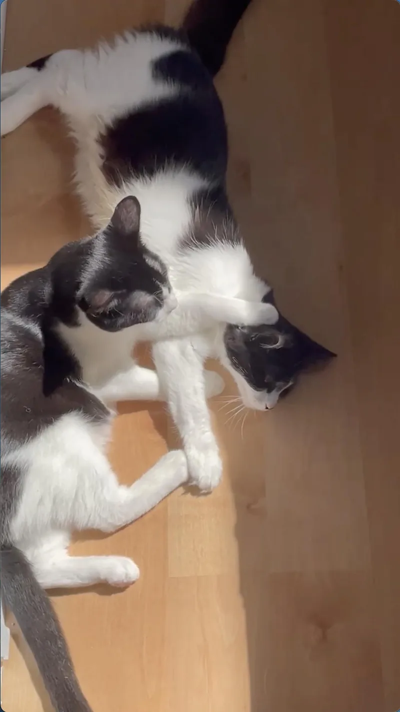 A young medium-sized female Domestic Medium Hair cat named Dottie & Olive for adoption in Alameda, CA