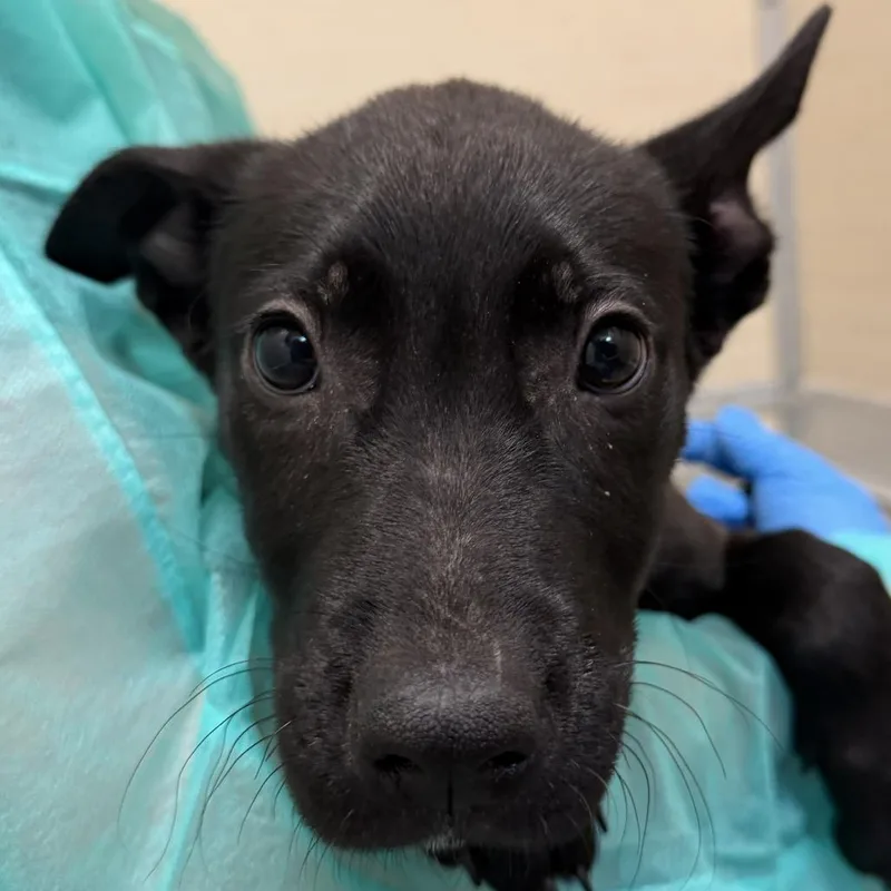 A baby small-sized female Shepherd dog named Kamada for adoption in Los Angeles, CA