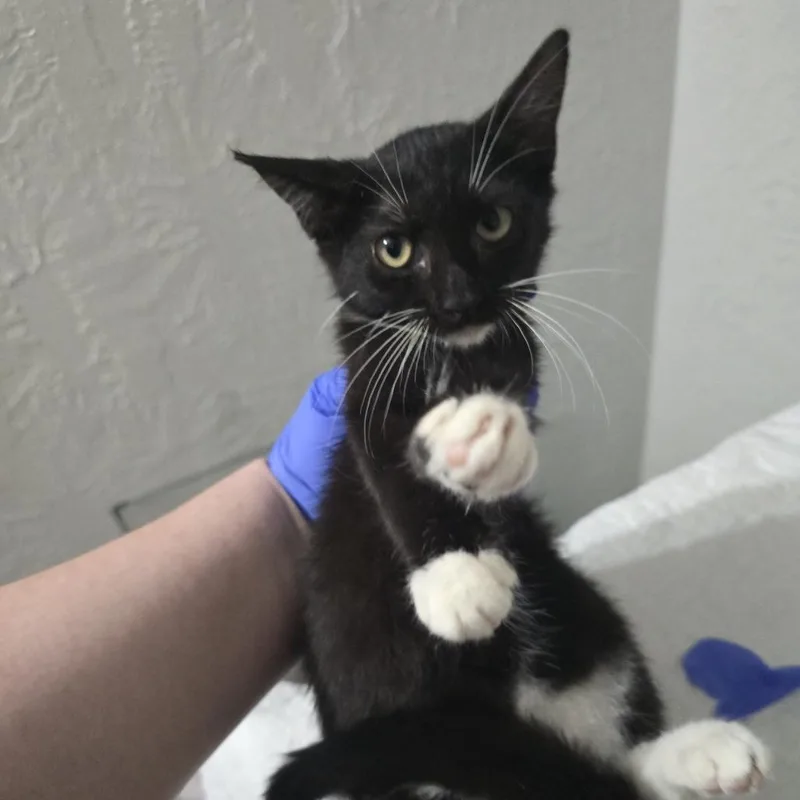 A baby small-sized female Black Domestic Short Hair cat named Tip for adoption in Leander, TX