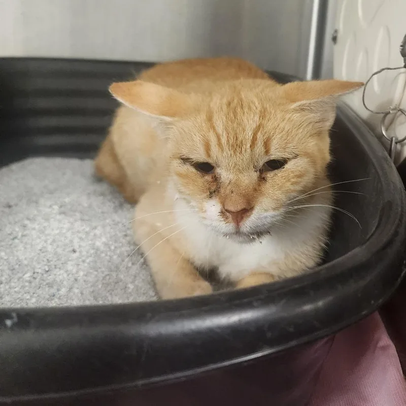 An adult medium-sized female Orange / Red Domestic Short Hair cat named Matilda for adoption in Evensville, TN
