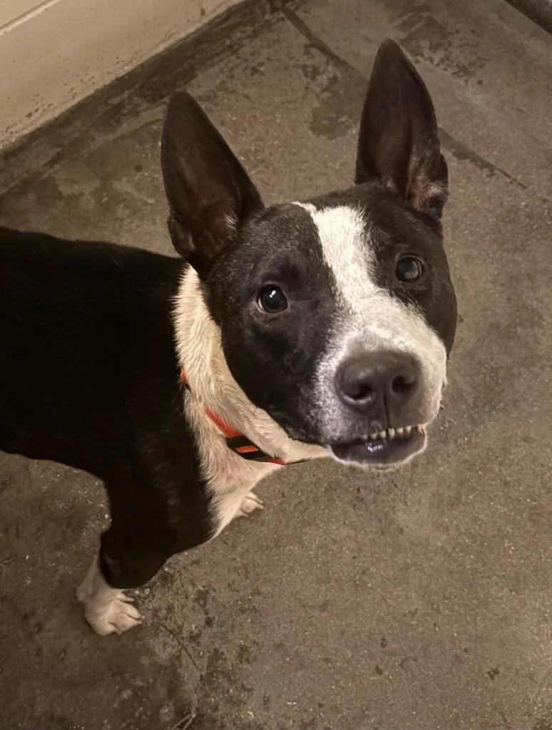 An adult medium-sized male Mixed Breed dog named Diesel for adoption in Ocala, FL