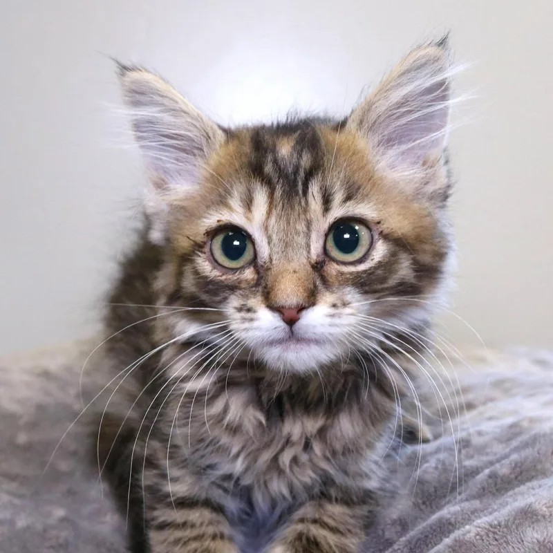 A baby small-sized female Tortoiseshell Domestic Short Hair cat named StairMaster for adoption in Rifle, CO