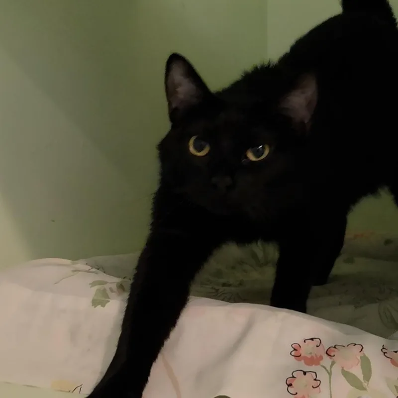 A young medium-sized male Black Domestic Short Hair cat named Stitch for adoption in Charleston, SC