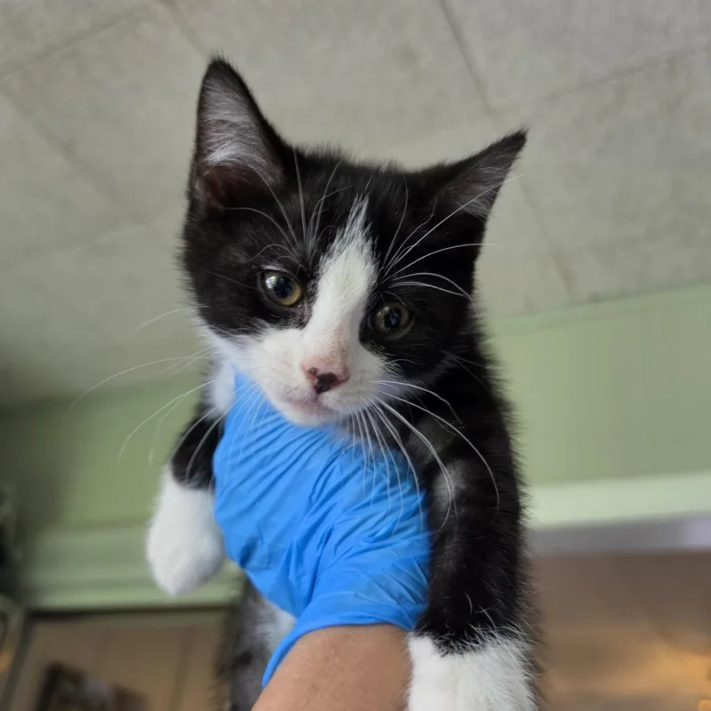 A baby small-sized male Black Domestic Short Hair cat named Breakfast for adoption in Troy, IL