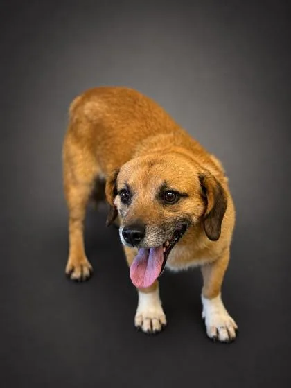 An adult small-sized male Beagle dog named Barren for adoption in Bowling Green, KY