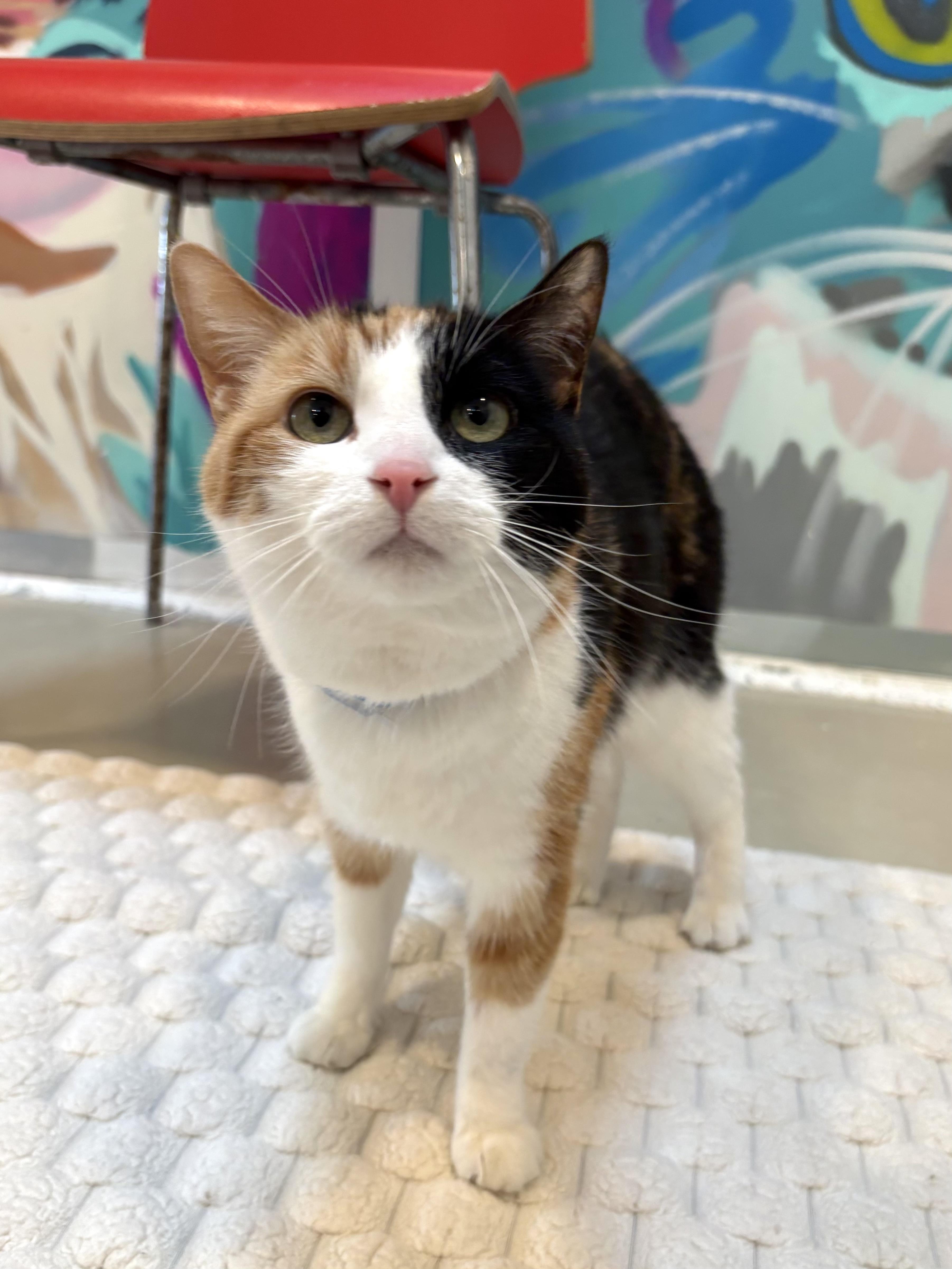 An adult medium-sized female Calico Domestic Short Hair cat named Barcelona for adoption in Chicago, IL