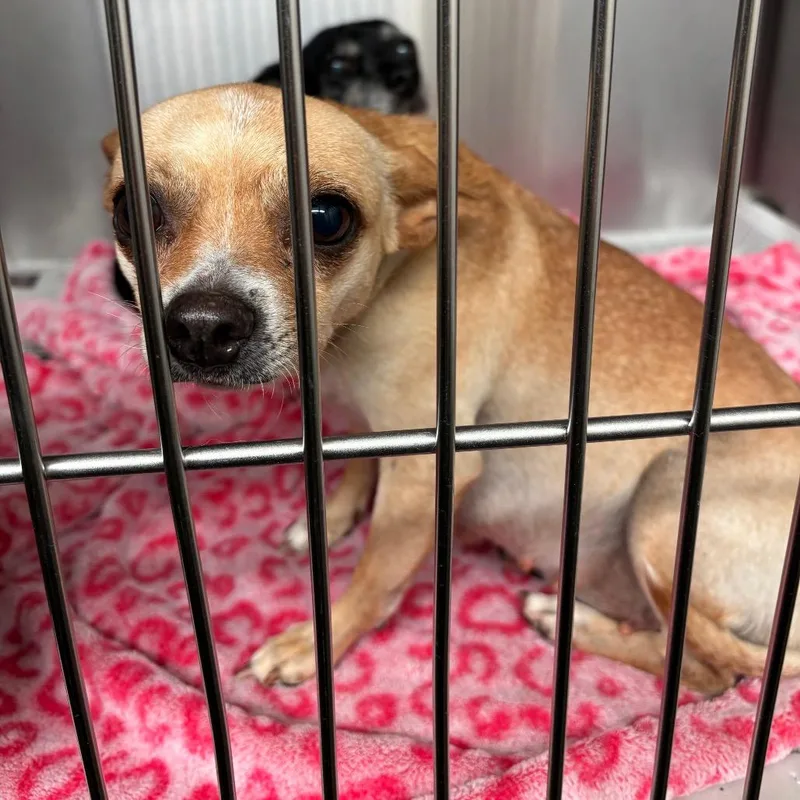 An adult small-sized female Apricot / Beige Mixed Breed dog named Florence for adoption in Lake Jackson, TX