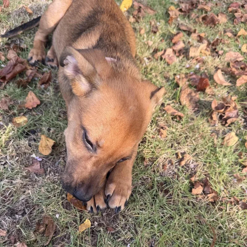 A baby medium-sized female Brown / Chocolate Mixed Breed dog named Beatrice for adoption in Auburn, AL