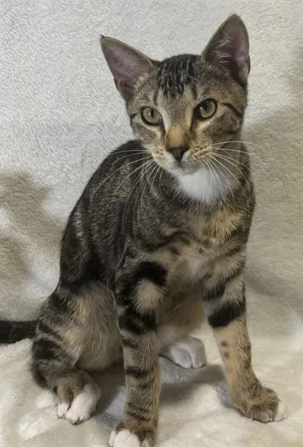 A baby small-sized male Domestic Short Hair cat named Kovu for adoption in Conroe, TX